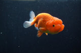 Juvenile Lionchu  Red White 3.5 Inch (ID#307R11b-15) Free2Day SHIPPING