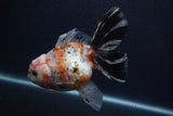 Thai Oranda  Calico 6 Inch (ID#0103T2b-63) Free2Day SHIPPING