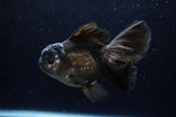 Thai Oranda  Black 5.5 Inch (ID#1220To6b-91)