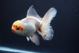 Thai Oranda  Tricolor 5.5 Inch (ID#920To12c-72)