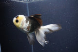 Thai Oranda  Panda 4 Inch (ID#1108To2a-73) Free2Day SHIPPING