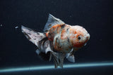 Thai Oranda  Calico 6 Inch (ID#0103T2b-63) Free2Day SHIPPING