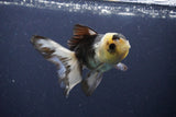 Thai Oranda  Panda 4 Inch (ID#1108To2a-73) Free2Day SHIPPING