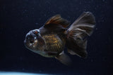 Thai Oranda  Black 5.5 Inch (ID#1220To6b-91)