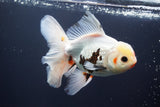 Thai Oranda  Tricolor 5.5 Inch (ID#920To13c-72)