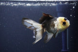 Thai Oranda  Panda 4 Inch (ID#1108To2a-73) Free2Day SHIPPING