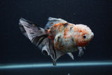 Thai Oranda  Calico 6 Inch (ID#0103T2b-63) Free2Day SHIPPING