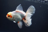 Thai Oranda  Tricolor 5.5 Inch (ID#920To12c-72)