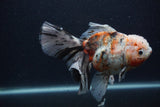 Thai Oranda  Calico 6 Inch (ID#0103T2b-63) Free2Day SHIPPING