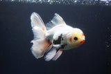 Thai Oranda  Tricolor 5.5 Inch (ID#920To13c-72)