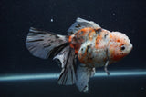 Thai Oranda  Calico 6 Inch (ID#0103T2b-63) Free2Day SHIPPING