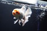 Thai Oranda  Tricolor 5.5 Inch (ID#920To12c-72)