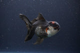 Thai Oranda  Tricolor 4 Inch (ID#1112To2a-67) Free2Day SHIPPING