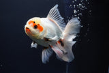 Thai Oranda  Tricolor 5.5 Inch (ID#920To13c-72)