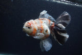 Thai Oranda  Calico 6 Inch (ID#0103T2b-63) Free2Day SHIPPING