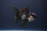 Thai Oranda  Tricolor 4 Inch (ID#1112To2a-67) Free2Day SHIPPING