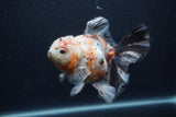 Thai Oranda  Calico 6 Inch (ID#0103T2b-63) Free2Day SHIPPING