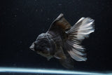 Thai Oranda  Panda 6 Inch (ID#1220To6b-92)