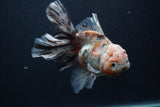 Thai Oranda  Calico 6 Inch (ID#0103T2b-63) Free2Day SHIPPING