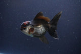 Thai Oranda  Tricolor 4 Inch (ID#1112To2a-67) Free2Day SHIPPING