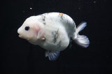Milk Cow Ranchu  Calico 5 Inch (ID#411R10a-87) Free2Day SHIPPING