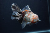 Thai Oranda  Calico 6 Inch (ID#0103T2b-63) Free2Day SHIPPING