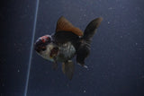 Thai Oranda  Tricolor 4 Inch (ID#1112To2a-67) Free2Day SHIPPING