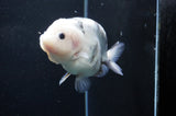 Milk Cow Ranchu  Calico 5 Inch (ID#411R10a-87) Free2Day SHIPPING
