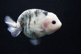 Milk Cow Ranchu  Calico 5 Inch (ID#411R10a-87) Free2Day SHIPPING