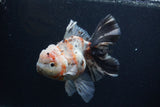 Thai Oranda  Calico 6 Inch (ID#0103T2b-63) Free2Day SHIPPING