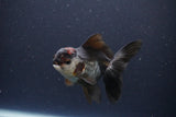 Thai Oranda  Tricolor 4 Inch (ID#1112To2a-67) Free2Day SHIPPING