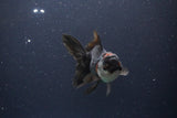 Thai Oranda  Tricolor 4 Inch (ID#1112To2a-67) Free2Day SHIPPING