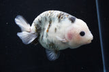 Milk Cow Ranchu  Calico 5 Inch (ID#411R10a-87) Free2Day SHIPPING