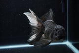 Thai Oranda  Panda 6 Inch (ID#1220To6b-92)