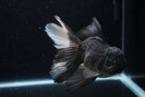 Thai Oranda  Panda 6 Inch (ID#1220To6b-92)