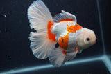 Thai Oranda  Red White 5.5 Inch (ID#0103T2b-64) Free2Day SHIPPING