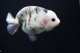 Milk Cow Ranchu  Calico 5 Inch (ID#411R10a-87) Free2Day SHIPPING