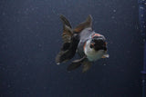 Thai Oranda  Tricolor 4 Inch (ID#1112To2a-67) Free2Day SHIPPING