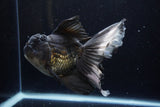 Thai Oranda  Panda 6 Inch (ID#1220To6b-92)