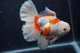 Thai Oranda  Red White 5.5 Inch (ID#0103T2b-64) Free2Day SHIPPING