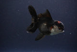 Thai Oranda  Tricolor 4 Inch (ID#1112To2a-67) Free2Day SHIPPING