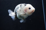 Milk Cow Ranchu  Calico 5 Inch (ID#411R10a-87) Free2Day SHIPPING