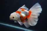 Thai Oranda  Red White 5.5 Inch (ID#0103T2b-64) Free2Day SHIPPING