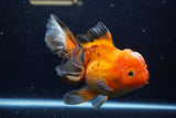 Thai Oranda  Tricolor 6 Inch (ID#1220To6b-93)