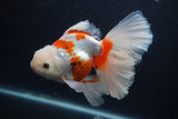 Thai Oranda  Red White 5.5 Inch (ID#0103T2b-64) Free2Day SHIPPING