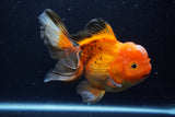 Thai Oranda  Tricolor 6 Inch (ID#1220To6b-93)