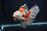 Thai Oranda  Red White 5.5 Inch (ID#0103T2b-64) Free2Day SHIPPING