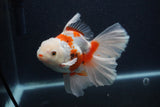 Thai Oranda  Red White 5.5 Inch (ID#0103T2b-64) Free2Day SHIPPING