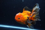 Thai Oranda  Tricolor 6 Inch (ID#1220To6b-93)