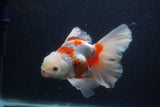 Thai Oranda  Red White 5.5 Inch (ID#0103T2b-64) Free2Day SHIPPING